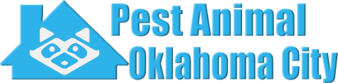 Oklahoma City Wildlife and Animal Removal